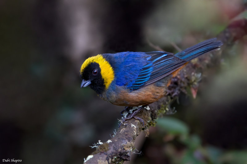 Golden-collared Tanager 