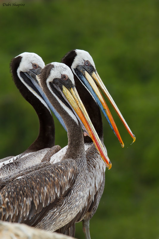 Peruvian Pelican