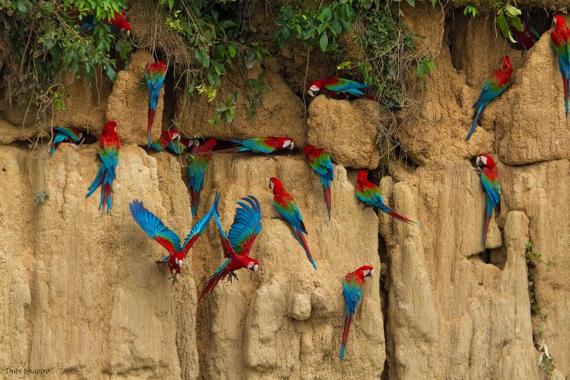 Red-and-green Macaw 