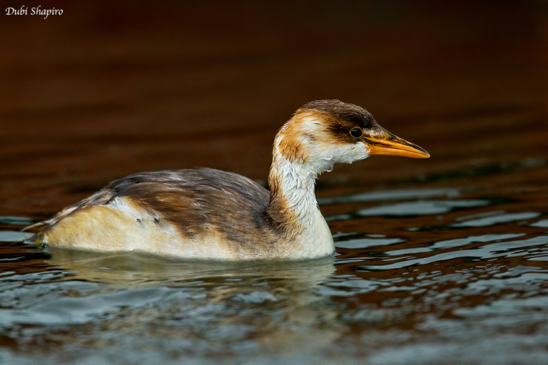 Titicaca Grebe 