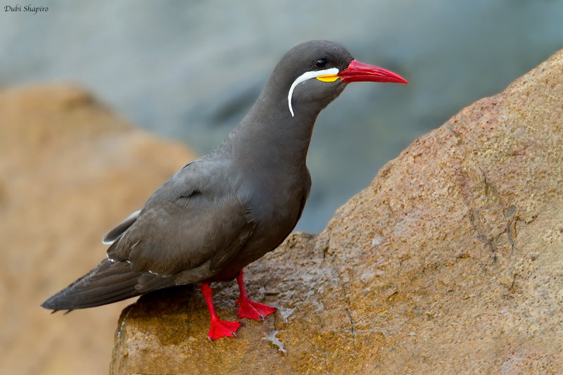 Inca Tern