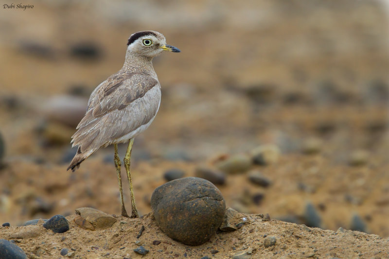 Peruvian Thick-knee 