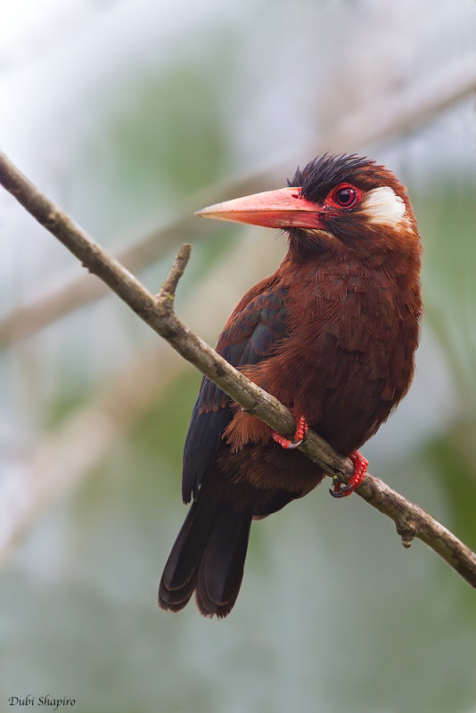 White-eared Jacamar