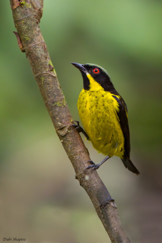 Yellow-bellied Dacnis