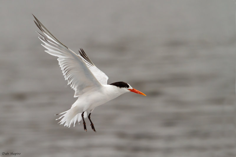 Elegant Tern