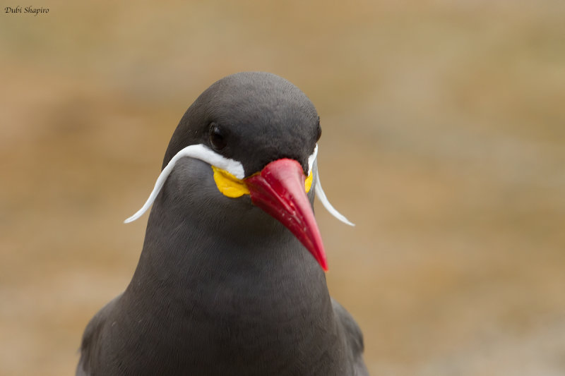 Inca Tern