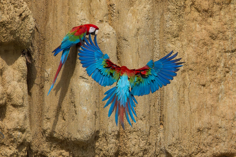 Red-and-green Macaw 