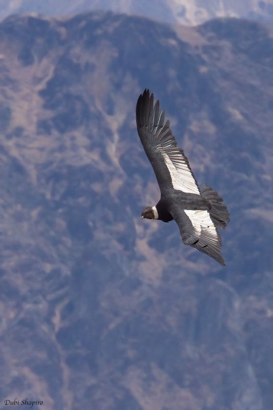 Andean Condor