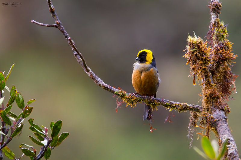 Golden-collared Tanager