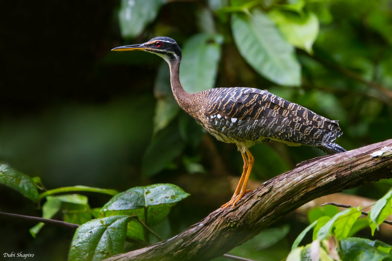 Sunbittern