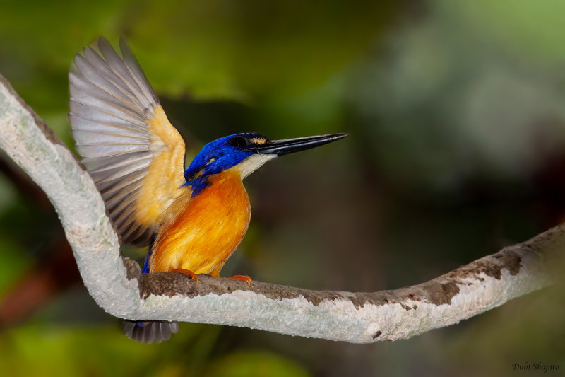 Papuan Dwarf Kingfisher