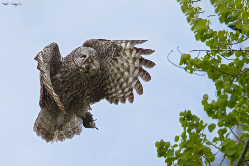 Great Gray Owl