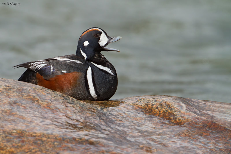 Harlequin Duck