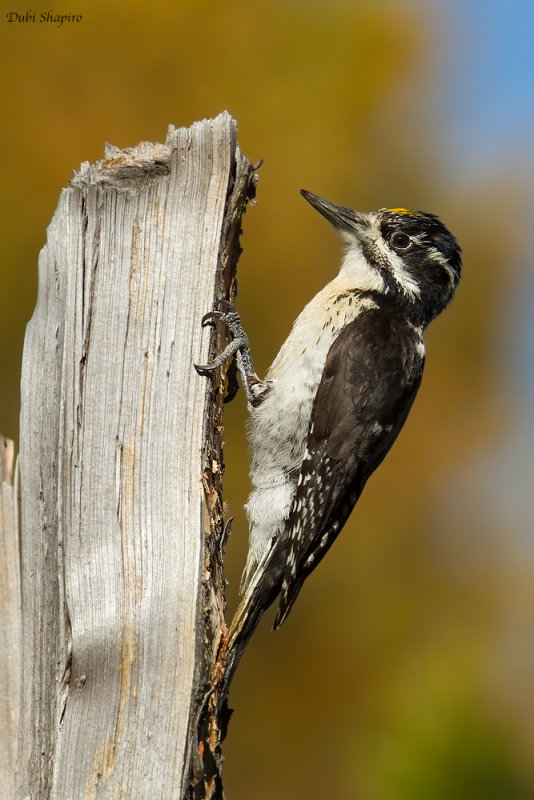 American Three-toed Woodpecker