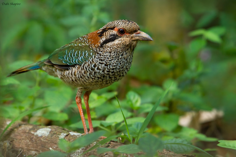 Scaly Ground-roller 