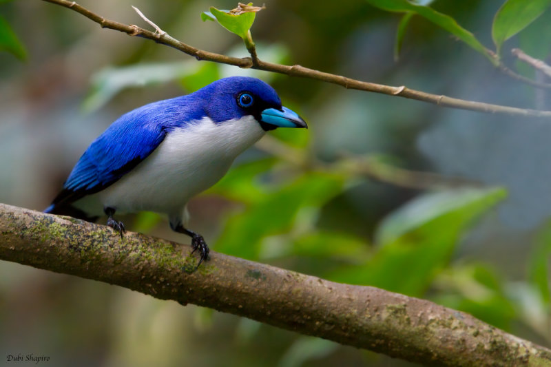 Madagascar Blue Vanga 