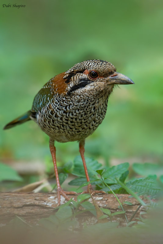 Scaly Ground-roller