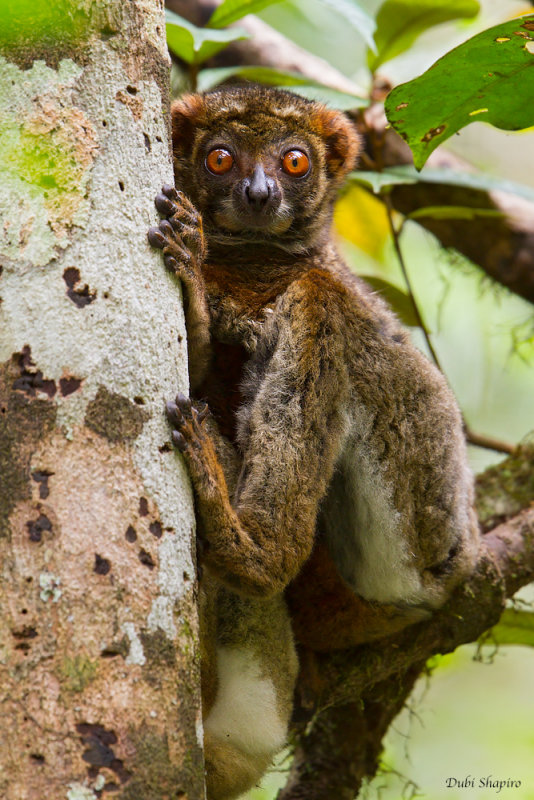 Eastern woolly Lemur