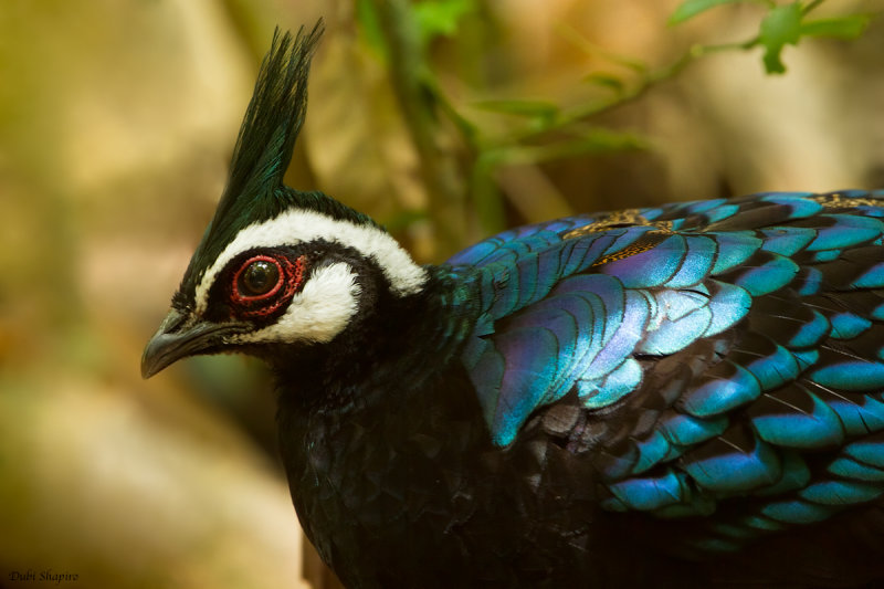 Palawan Peacock-Pheasant