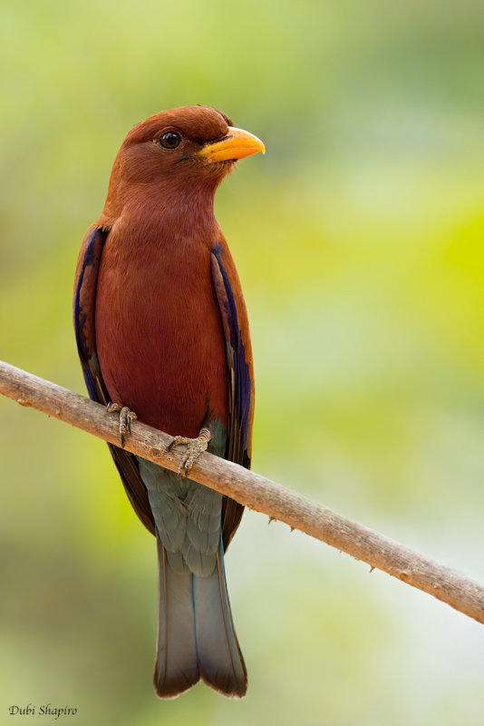 Broad-billed Roller  