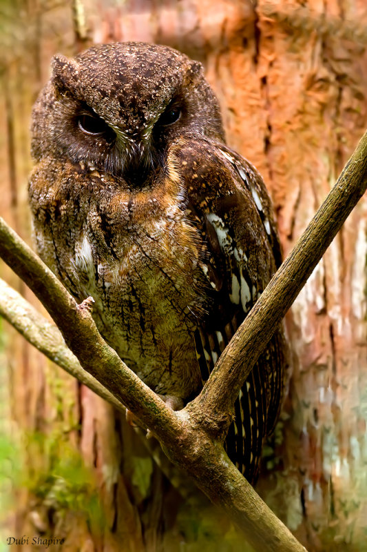 Torotoroka Scops-owl