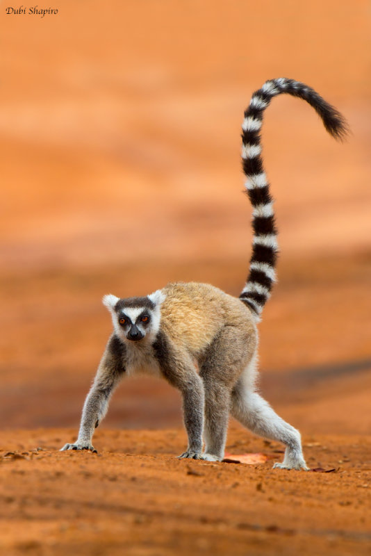 Ring-Tailed Lemur