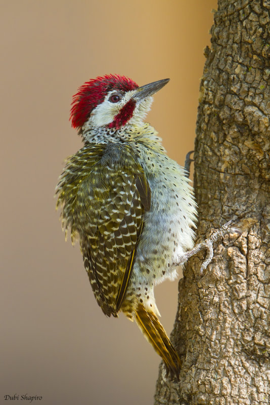Bennett's Woodpecker 
