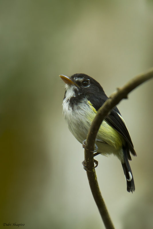 Black-and-white Tody-Flycatcher