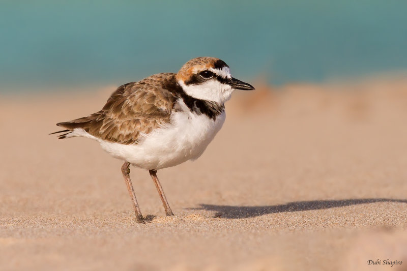 Malay Plover