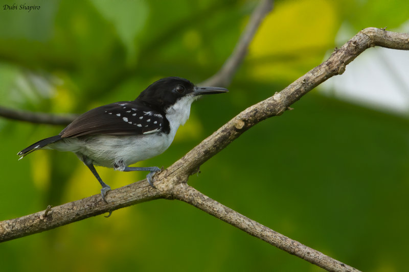 Black-and-white Antbird