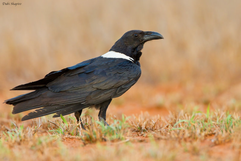 Pied Crow 