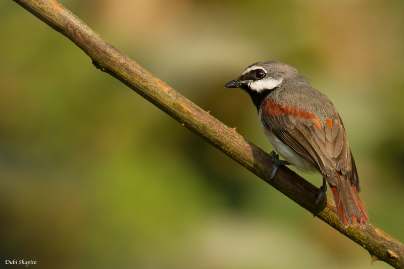 Red-tailed Vanga