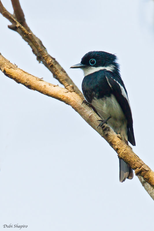 Ward's Flycatcher