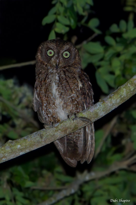 Mayotte Scops-owl