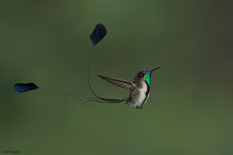 Marvelous Spatuletail  