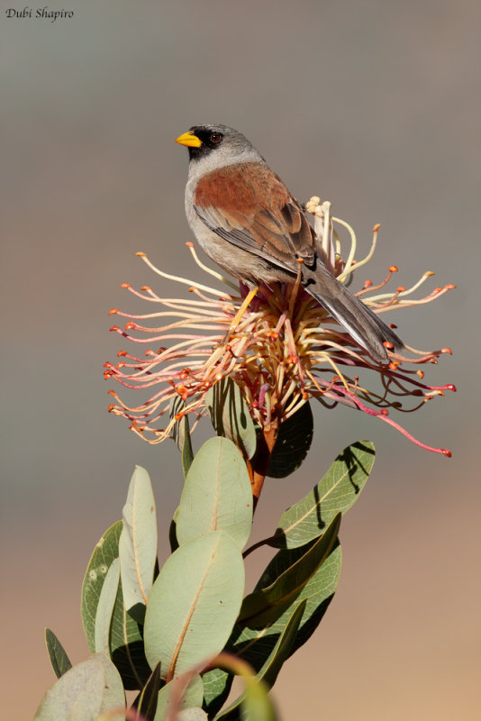 Rufous-backed Inca-finch  