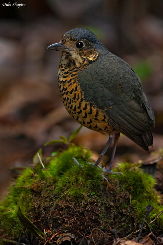 Undulated Antpitta  