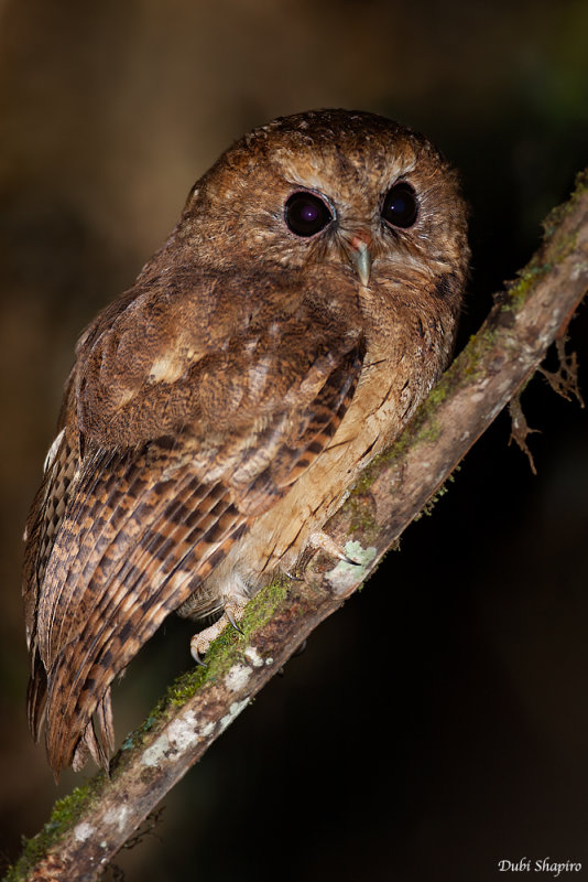 Cinnamon Screech-owl