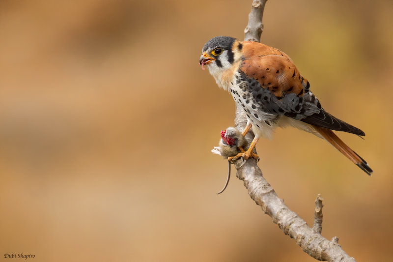 American  Kestrel 