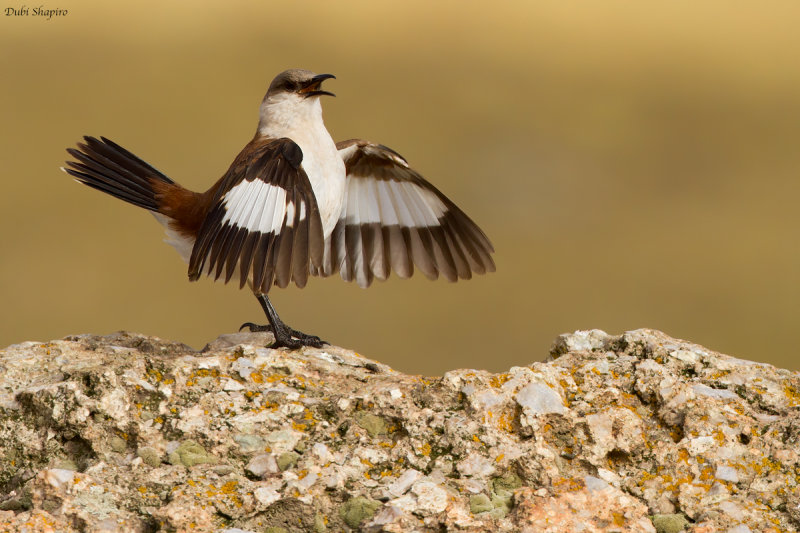 White-bellied Cinclodes