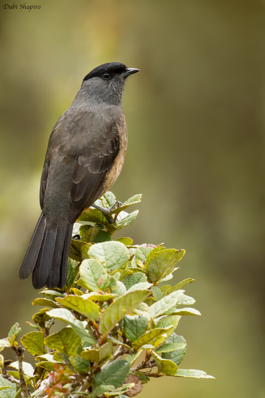 Bay-Vented Cotinga 