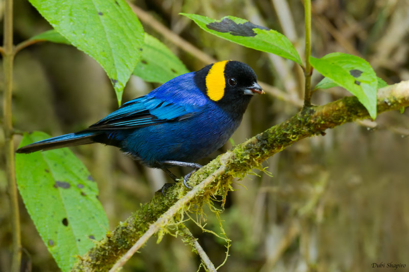 Yellow-scarfed Tanager  