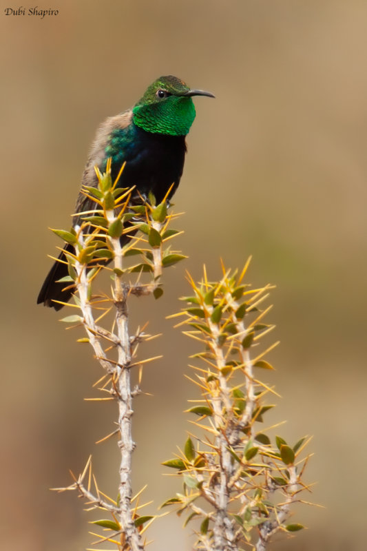 Black-breasted Hillstar  