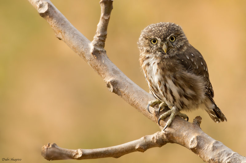 Peruvian Pygmy-Owl 