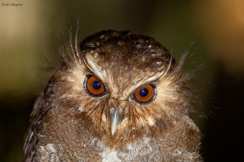 Long-whiskered Owlet 