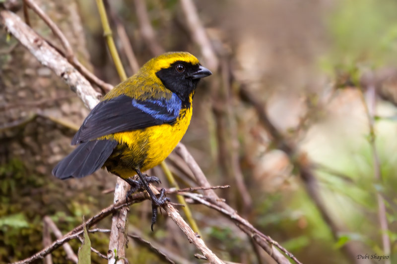 Masked Mountain-tanager  