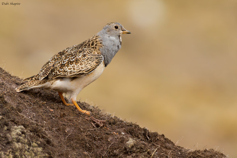 Grey-breasted Seedsnipe 