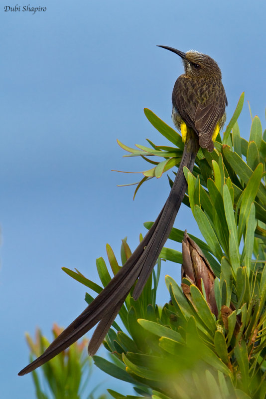 Cape Sugarbird 
