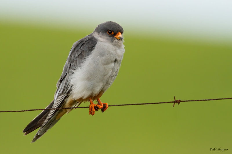 Amur Falcon  