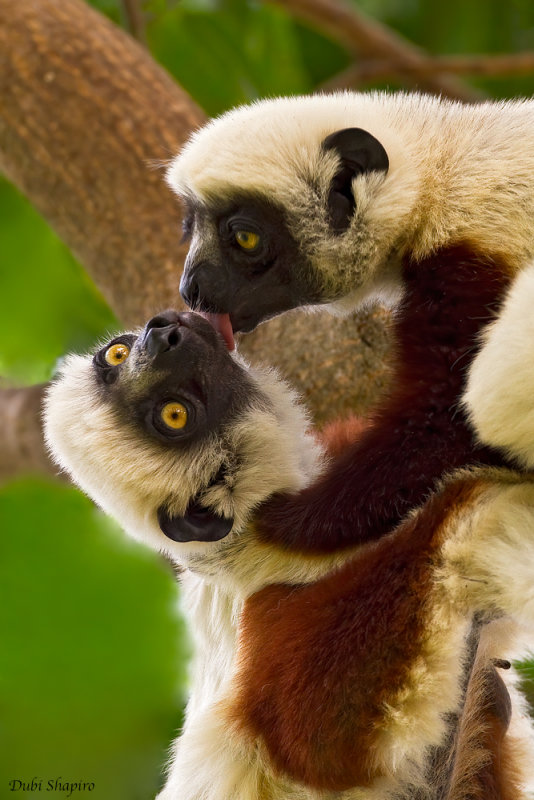 Coquerel's sifaka 